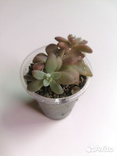 Эчеверия карниколор (carnicolor) суккуленты