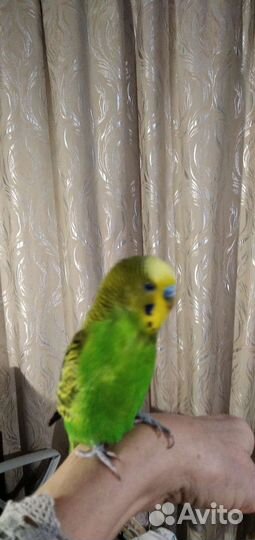 Попугай волнистый