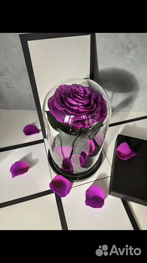 Роза в Колбе Самой красивой «Ф»