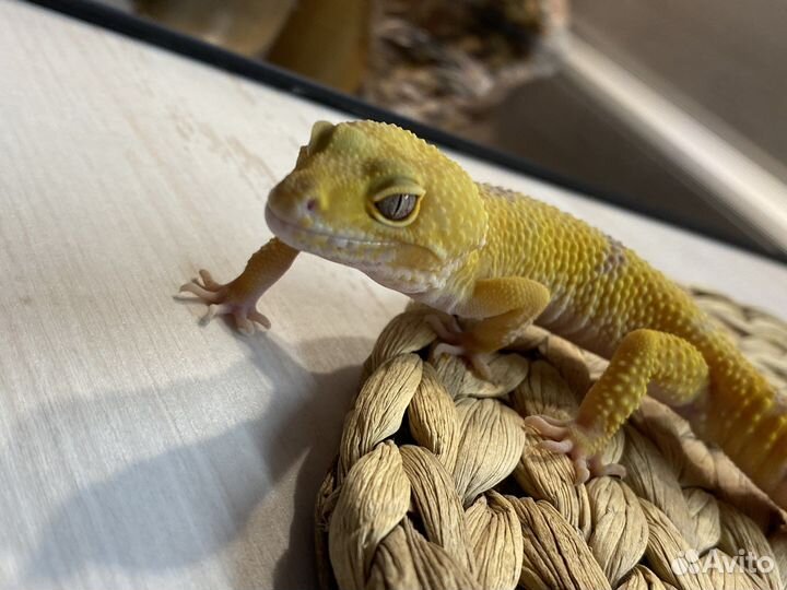 Эублефар самец