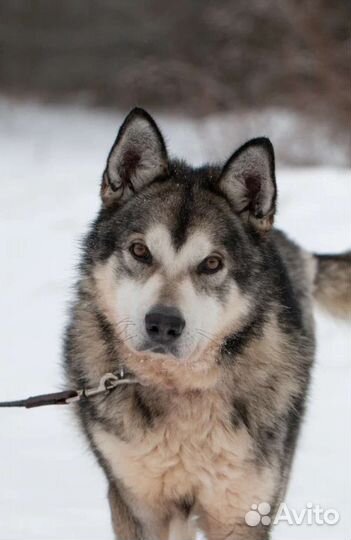 Метис маламута Сармат в поисках дома