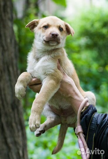 А я иду шагаю к тебе