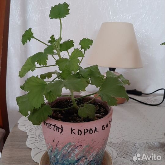 Пеларгония герань