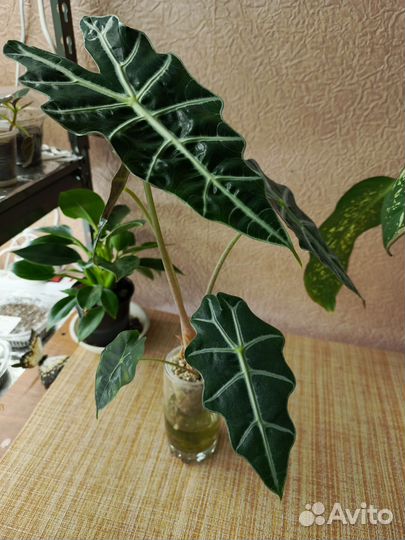 Алоказия полли