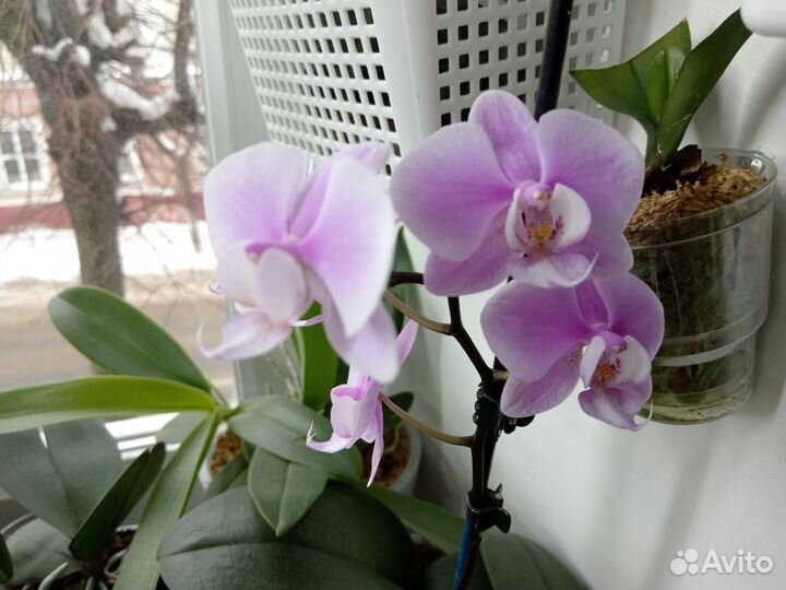 Орхидея фаленопсис