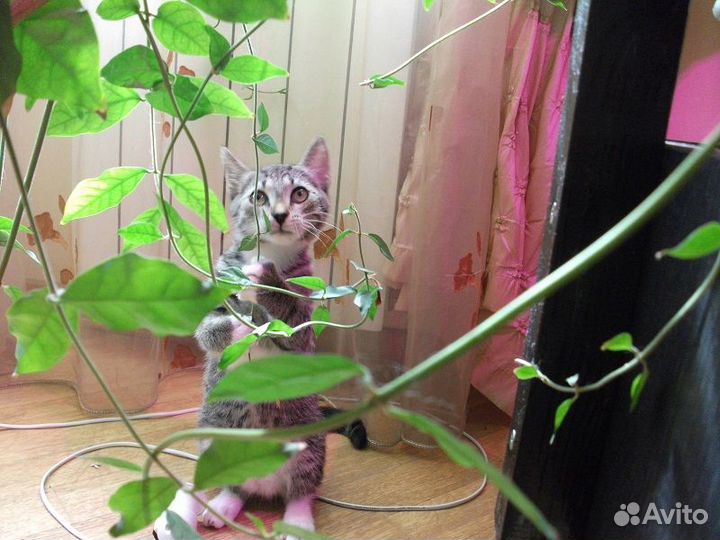 Котенок в добрые руки