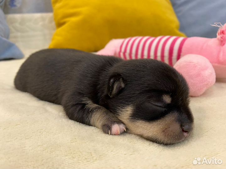 Щенок чихуахуа