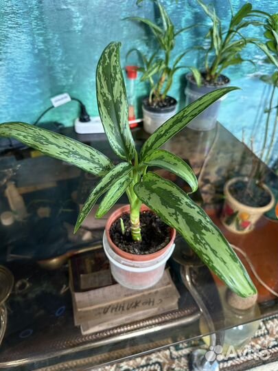 Комнатные цветы аглонемы