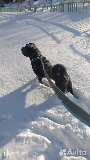 Выгул собак