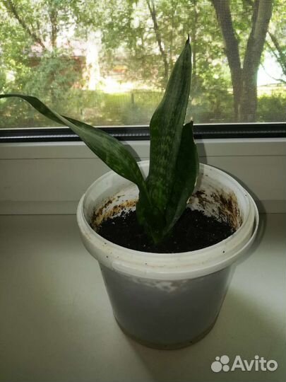 Комнатное растение сансевиерия отростки