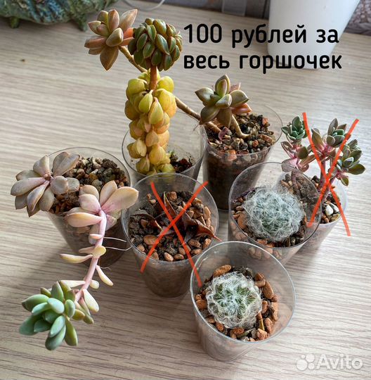 Суккуленты