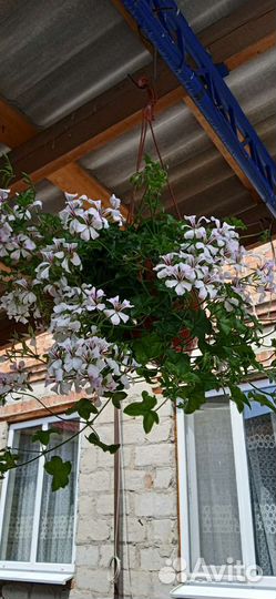 Цветы в кашпо