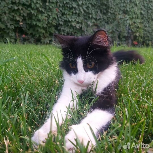 Тишка ищет дом