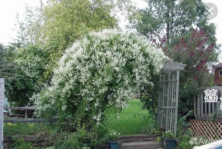 Горец Вьющийся Ауберта саженцы в горшочках