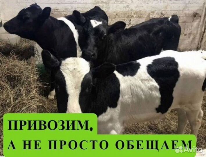 Телята бычки на откорм