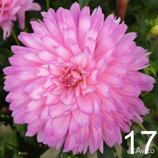 Клубни деленки георгины