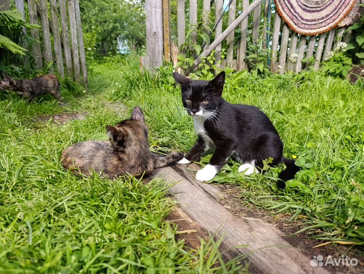 Котята в добрые руки