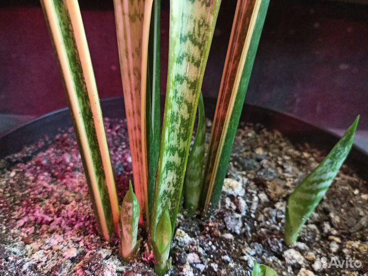 Сансевиерия лауренти