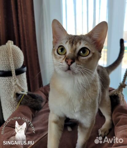 Идеальный кот - Сингапурский кот объявление продам