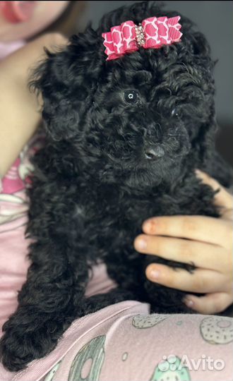 Щенки пуделя