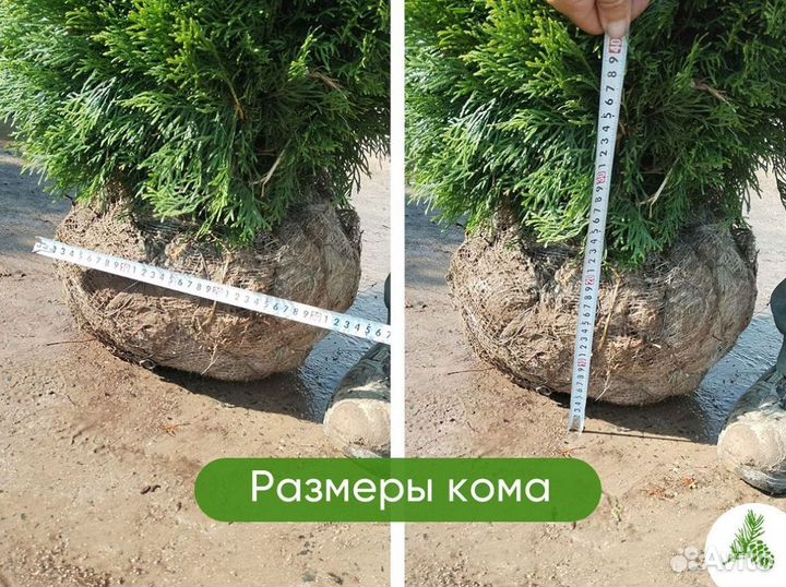 Туя Смарагд 1,3м - от 15 штук