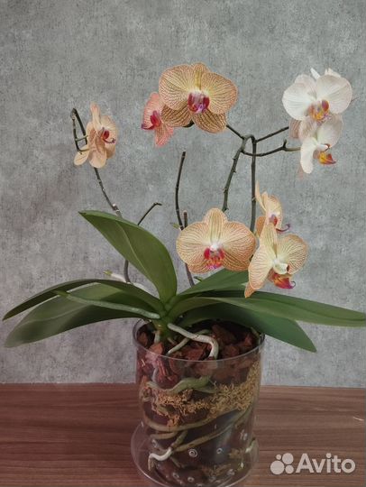 Орхидея фаленопсис Rovello