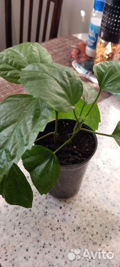 Комнатные растения