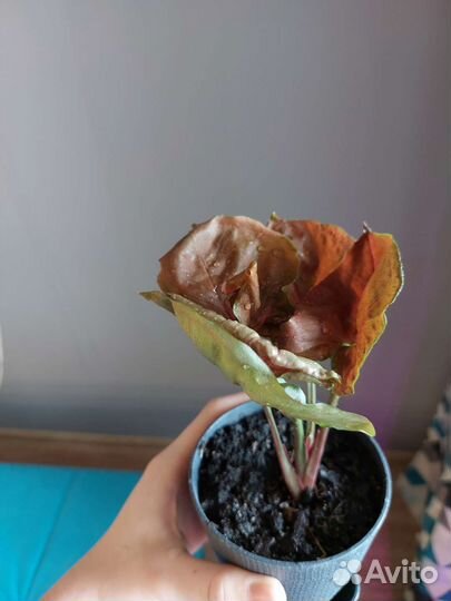 Сингониум клубничный лед galaxy