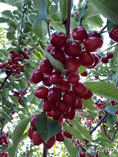 Саженцы плодовых деревьев