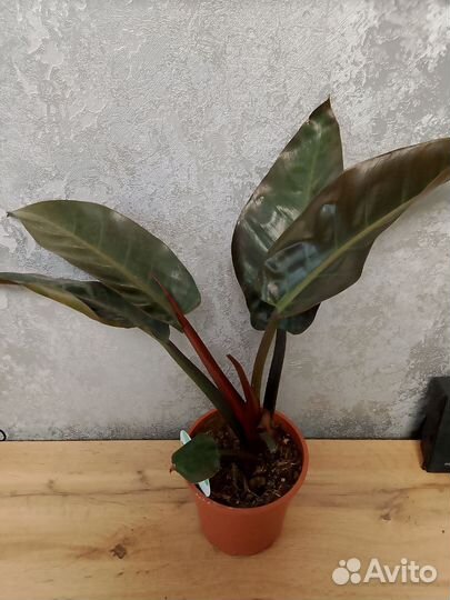 Филодендрон