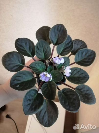 Фиалка стартер