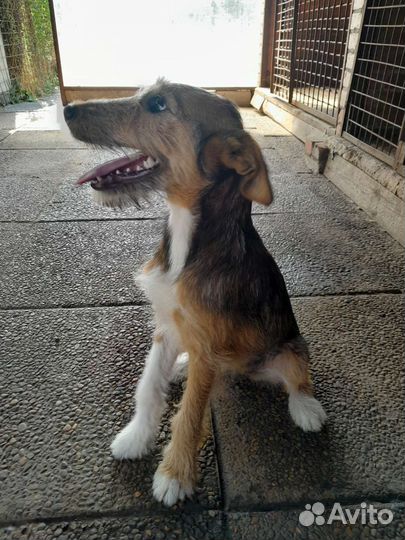 Щенок в дар