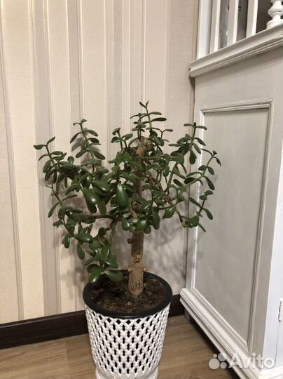 Толстянка, денежное дерево