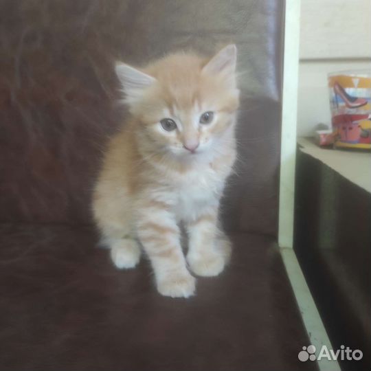 Кошка в дар бесплатно