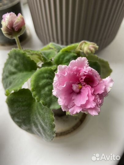 Фиалки разные, детки, взрослые, срез листов