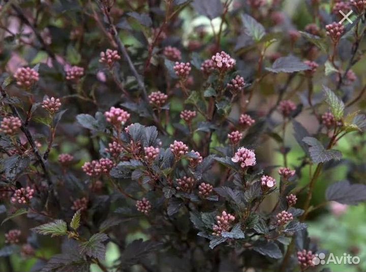 Пузириплодник калинолистный Литл Девил