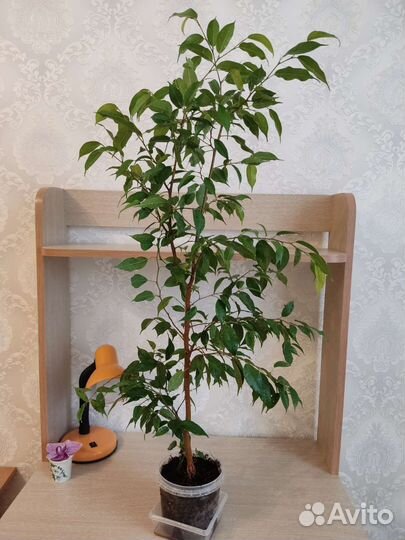 Фикус бенджамина большой