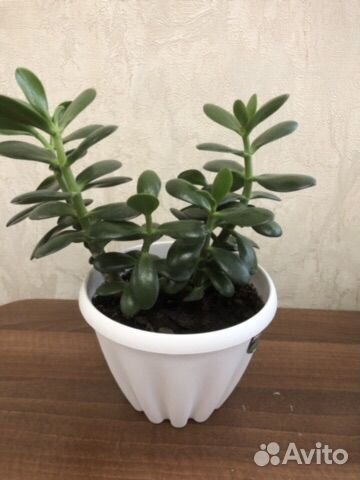 Толстянка денежное дерево