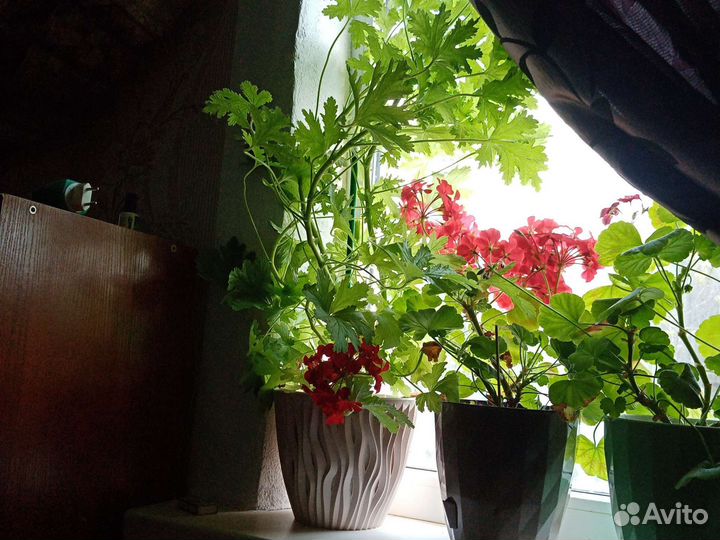 Цветок *лимонник пахучий*