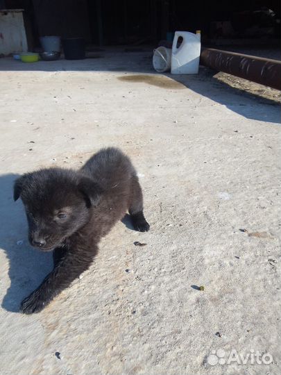 Собака в добрые руки щенок