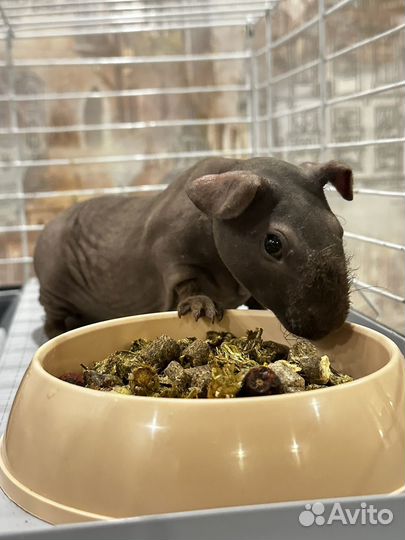 Морская свинка скинни