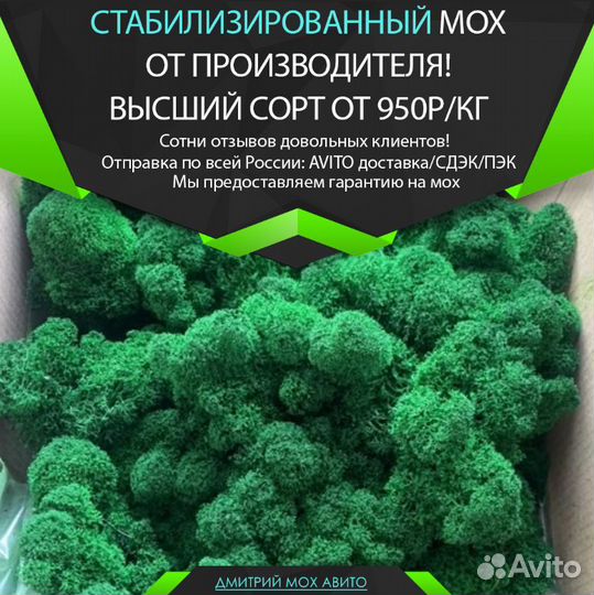 Стабилизированный мох для интерьерных работ