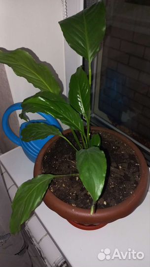 Спацифилум Джемини, (2детки)