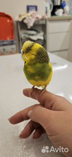 Волнистый попугай