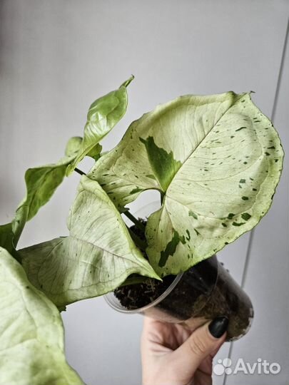 Сингониум серый призрак