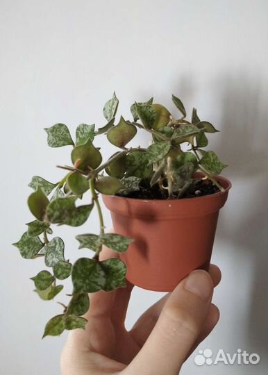 Хойи разные