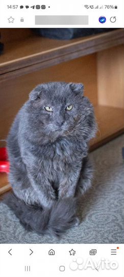 Кошки в добрые руки бесплатно