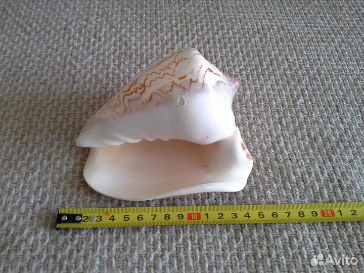 Морские кораллы