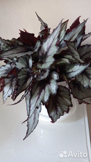 Бегония Magma