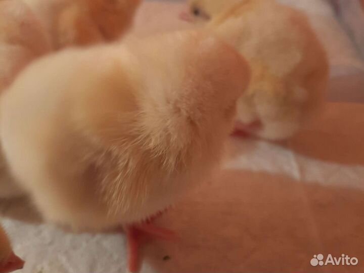 Суточный бройлер